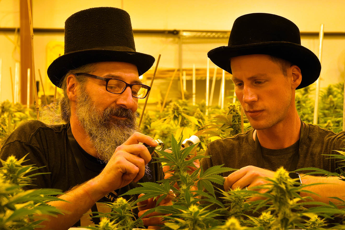 Top Hat Concentrates